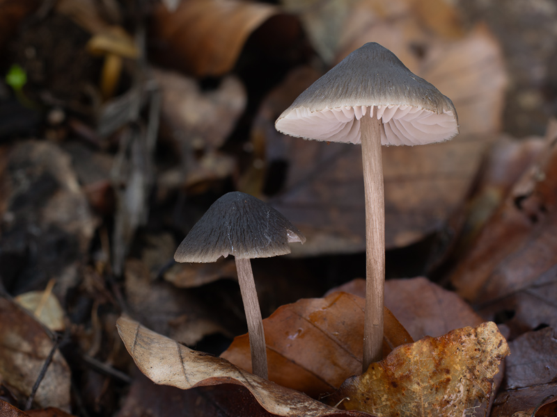 Mycopan scabripes Mycopan scabripes